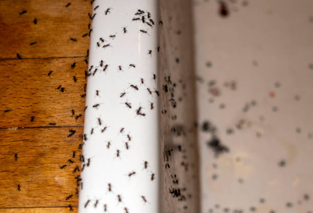 Best Flea Control Services  in Cascade Locks, OR